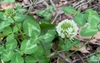 flowers, Union County, NC