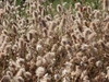 Trifolium arvense