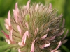 Trifolium arvense