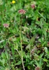 Trifolium carolinianum