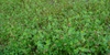 Trifolium carolinianum