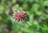 Trifolium carolinianum