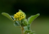 Trifolium dubium