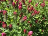 Red flowers in spikes rising above green foliage.