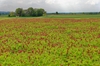 Field with red flowers.