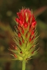 A single erect, dense, spike-like raceme of red flowers.