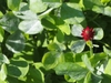 Trifoliolate leaves with hairy petioles & spike of red flowers.