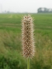 Erect brown raceme of dried legume fruits.