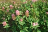 Mature plants in bloom