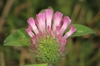 Trifolium pratense