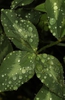 Trifolium pratense