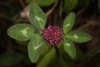 Trifolium pratense