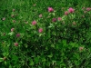 Trifolium pratense