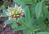 Trifolium reflexum