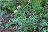 Trifolium reflexum