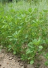 Trigonella foenum-graecum