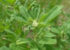 Trigonella foenum-graecum
