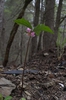 Trillium catesbaei
