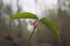 Trillium catesbaei