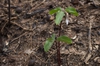 stem and bracts