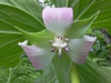 pink flower