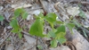 Native habitat