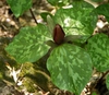 Trillium cuneatum