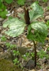 Trillium cuneatum