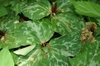Trillium cuneatum