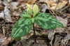 Flower, bracts and stem