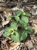 Form