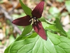 Trillium erectum