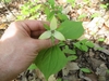 Trillium with nodding white flower