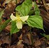 Trillium with nodding white flower