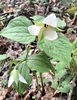 Trillium with nodding white flower