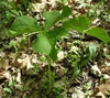 Trillium flexipes