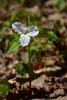 Trillium grandiflorum