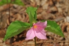 Trillium grandiflorum