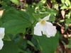 Trillium grandiflorum