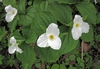Trillium grandiflorum
