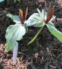 Flowers and bracts