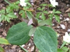 Trillium ludovicianum