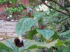 Trillium ludovicianum