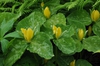 Flowers with mottled bracts