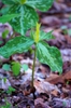 Flower, stem, and bracts