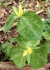 Trillium luteum