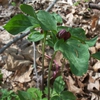 Trillium recurvatum