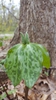 Mottled bracts