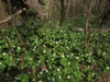 Native habitat