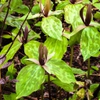 Mottled bracts and sessile flowers